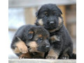 adorable-german-shepherd-puppies-for-sale-in-the-state-of-delaware-limited-availability-small-0