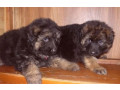 adorable-german-shepherd-puppies-for-sale-in-the-state-of-delaware-limited-availability-small-1