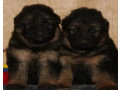 adorable-german-shepherd-puppies-for-sale-in-the-state-of-delaware-limited-availability-small-2