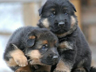 Adorable German Shepherd Puppies for Sale in the State of Delaware Limited Availability!