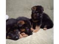 german-shepherd-puppies-for-sale-in-florida-perfect-family-pets-small-1