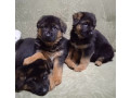 german-shepherd-puppies-for-sale-in-florida-perfect-family-pets-small-0