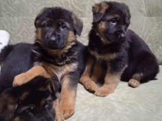 German Shepherd Puppies for Sale in Florida Perfect Family Pets!