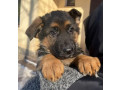 healthy-german-shepherd-puppies-for-sale-in-georgia-ready-to-go-small-0