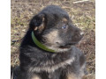 healthy-german-shepherd-puppies-for-sale-in-georgia-ready-to-go-small-2