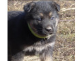 healthy-german-shepherd-puppies-for-sale-in-georgia-ready-to-go-small-3