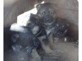 healthy-german-shepherd-puppies-for-sale-in-georgia-ready-to-go-small-1