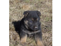 healthy-german-shepherd-puppies-for-sale-in-georgia-ready-to-go-small-4