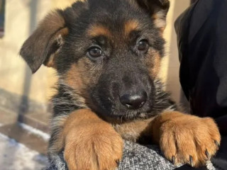 Healthy German Shepherd Puppies for Sale in Georgia Ready to Go!