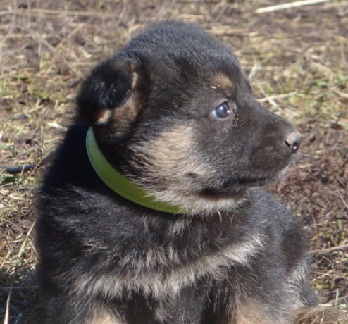 healthy-german-shepherd-puppies-for-sale-in-georgia-ready-to-go-big-2