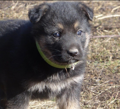 healthy-german-shepherd-puppies-for-sale-in-georgia-ready-to-go-big-3