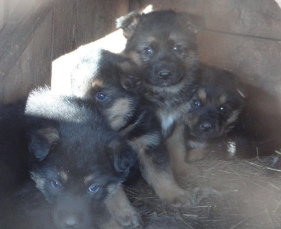 healthy-german-shepherd-puppies-for-sale-in-georgia-ready-to-go-big-1