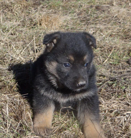 healthy-german-shepherd-puppies-for-sale-in-georgia-ready-to-go-big-4