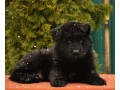 german-shepherd-puppies-for-sale-in-the-state-of-idaho-exceptional-quality-temperament-small-4