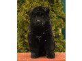 german-shepherd-puppies-for-sale-in-the-state-of-idaho-exceptional-quality-temperament-small-0