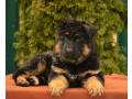 german-shepherd-puppies-for-sale-in-the-state-of-idaho-exceptional-quality-temperament-small-2