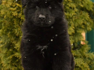 German Shepherd Puppies for Sale in the State of Idaho Exceptional Quality & Temperament!