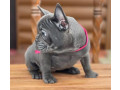 purebred-french-bulldog-puppies-for-sale-perfect-family-pets-small-1