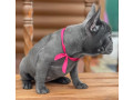 purebred-french-bulldog-puppies-for-sale-perfect-family-pets-small-2