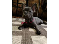 purebred-french-bulldog-puppies-for-sale-perfect-family-pets-small-3