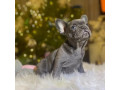 purebred-french-bulldog-puppies-for-sale-perfect-family-pets-small-0