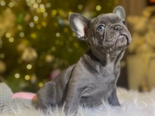 Purebred French Bulldog Puppies for Sale Perfect Family Pets