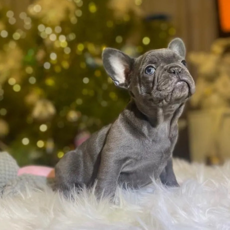 purebred-french-bulldog-puppies-for-sale-perfect-family-pets-big-0