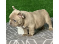 french-bulldog-puppies-for-sale-near-you-limited-time-offer-small-3