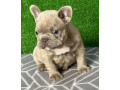 french-bulldog-puppies-for-sale-near-you-limited-time-offer-small-2