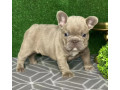 french-bulldog-puppies-for-sale-near-you-limited-time-offer-small-1