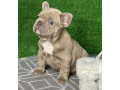 french-bulldog-puppies-for-sale-near-you-limited-time-offer-small-0