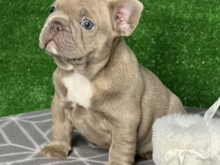 French Bulldog Puppies for Sale Near You Limited-Time Offer!