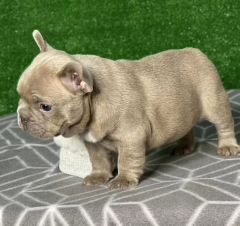 french-bulldog-puppies-for-sale-near-you-limited-time-offer-big-3