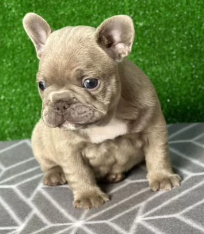 french-bulldog-puppies-for-sale-near-you-limited-time-offer-big-2