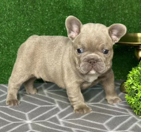 french-bulldog-puppies-for-sale-near-you-limited-time-offer-big-1