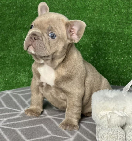 french-bulldog-puppies-for-sale-near-you-limited-time-offer-big-0