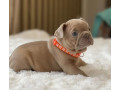 healthy-french-bulldog-puppies-for-sale-raised-with-love-small-6