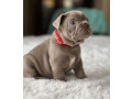 healthy-french-bulldog-puppies-for-sale-raised-with-love-small-0