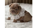 healthy-french-bulldog-puppies-for-sale-raised-with-love-small-1