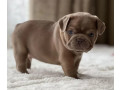 healthy-french-bulldog-puppies-for-sale-raised-with-love-small-4