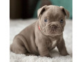 healthy-french-bulldog-puppies-for-sale-raised-with-love-small-5