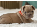 healthy-french-bulldog-puppies-for-sale-raised-with-love-small-2