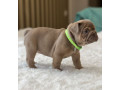 healthy-french-bulldog-puppies-for-sale-raised-with-love-small-7