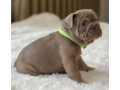 healthy-french-bulldog-puppies-for-sale-raised-with-love-small-9