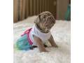 healthy-french-bulldog-puppies-for-sale-raised-with-love-small-8