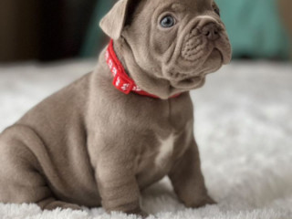 Healthy French Bulldog Puppies for Sale Raised with Love