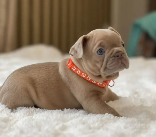 healthy-french-bulldog-puppies-for-sale-raised-with-love-big-6