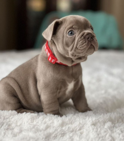 healthy-french-bulldog-puppies-for-sale-raised-with-love-big-0