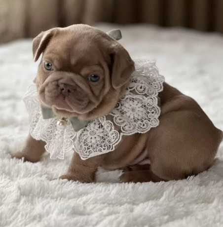 healthy-french-bulldog-puppies-for-sale-raised-with-love-big-1