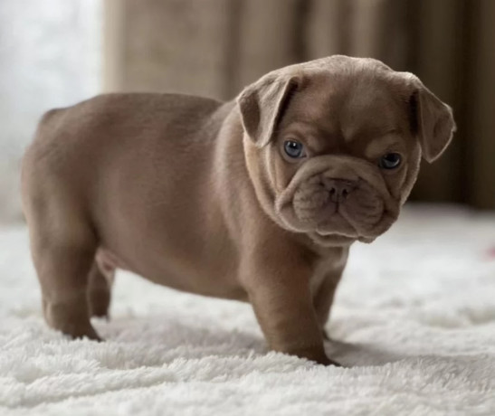 healthy-french-bulldog-puppies-for-sale-raised-with-love-big-4